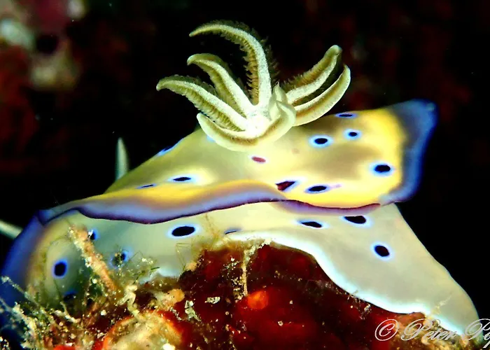 Dive Spot Resort Boljoon