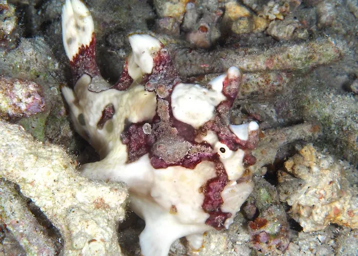 Resort Dive Spot