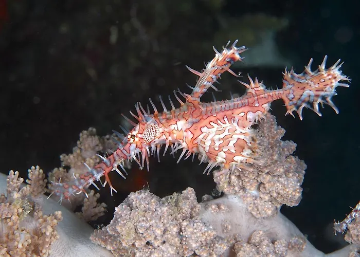 Dive Spot 2* Boljoon