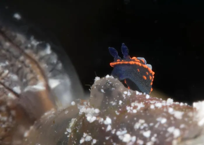 Dive Spot 2*