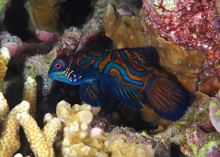 Resort Dive Spot Boljoon