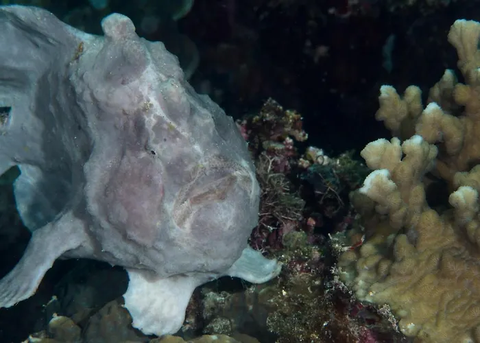 Resort Dive Spot 2*